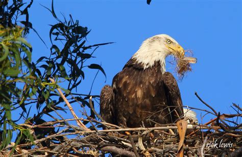 Big Junior, An Alameda Bald Eagle’s Story