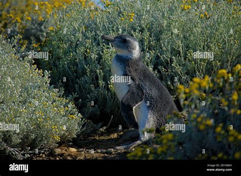 Magellanic penguin with Chicks or juveniles at Cabo Virgenes during ...