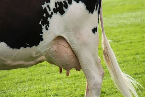 Cow udder — Stock Photo © aleksask #4210443