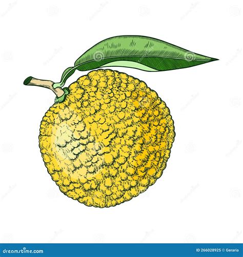 Decorative Yuzu Illustration. Citrus Tree, Fruit, Leaves, and Flowers ...