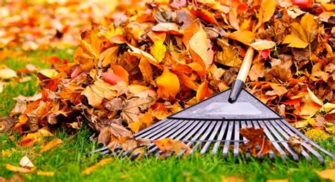 5 tips for fall yard work