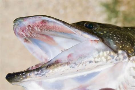 Northern Pike Teeth: Facts and Fiction - Outdoors Cult