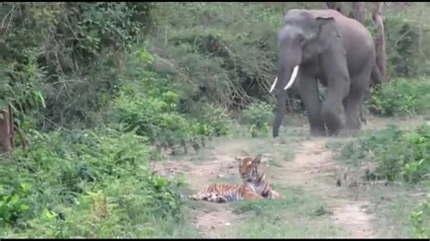 Elephant’s path is blocked by a tiger. Watch what happens next ...