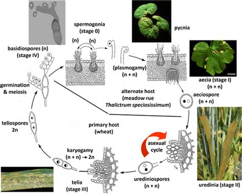 Progress on Molecular Genetics and Manipulation of Rust Fungi ...