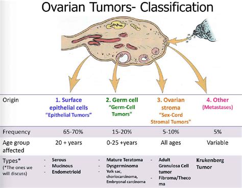 Granulosa Cell Tumor Causes Symptoms Diagnosis Staging Treatment | Free ...