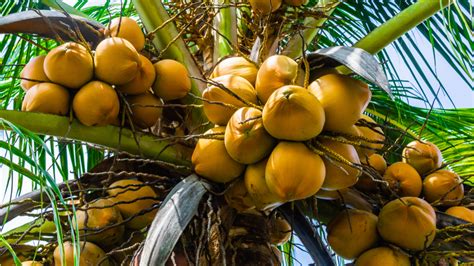 Coconut tree - almost a year old from seed - Florida golden variety and ...