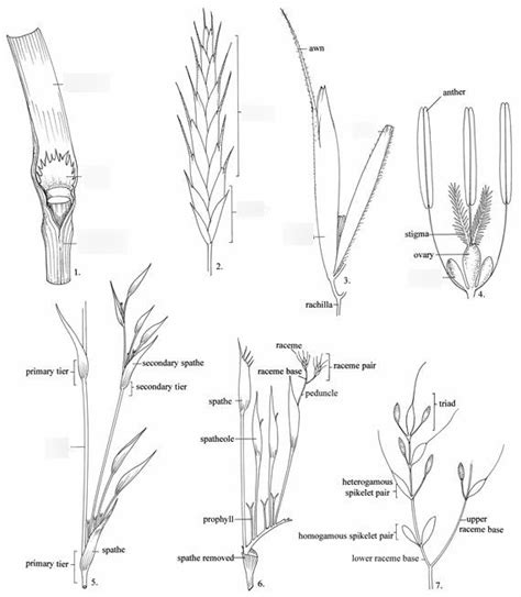 Poaceae Diagram | Quizlet