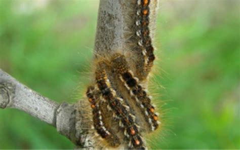 Cool, rainy weather may be putting a dent in browntail moth population ...