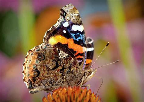 Meet the Common and Beautiful Red Admiral Butterfly