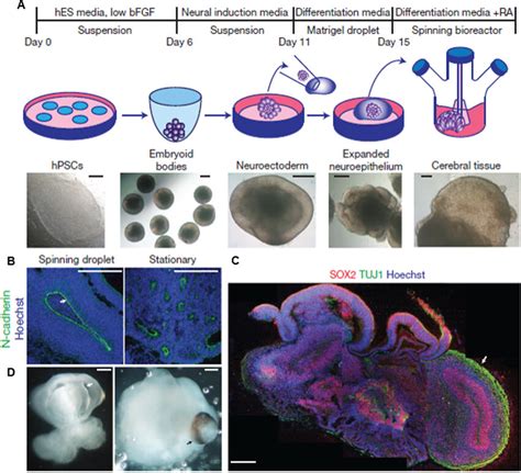 (A) Schematic demonstration of the 3D cerebral organoids cell culture ...