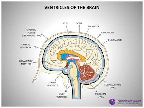 Cerebral Ventricles Anatomy