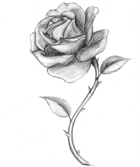 rose black and white drawing - Clip Art Library