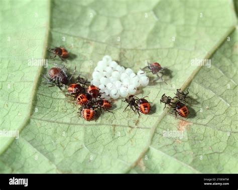 Brown marmorated stink bug egg cluster with instars on bean leaf ...