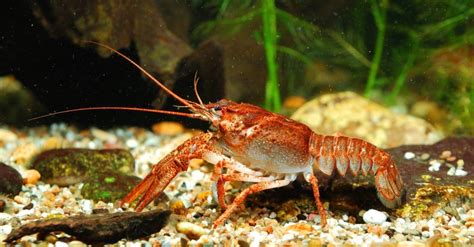 Crayfish - A-Z Animals