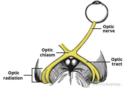 The Optic Nerve - Visual Pathway - Chiasm - Tract - TeachMeAnatomy