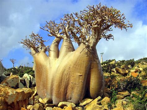 (17Gambar) MENGEJUTKAN!! Keanehan Pulau Socotra di Yemen iaitu Pulau ...