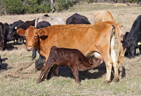 Transitioning to a Defined Calving Season - Alabama Cooperative ...