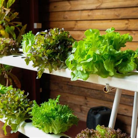 10 Best Plants for Hydroponic Gardens | The Family Handyman