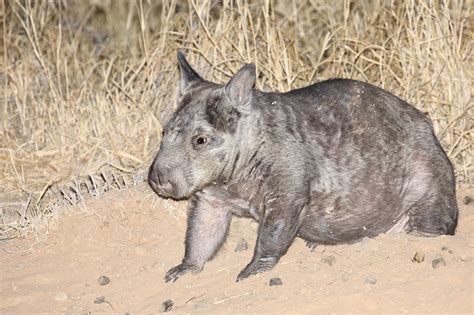 Help us conserve the northern hairy-nosed wombat - Australian Geographic