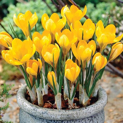 Crocus 'Yellow Mammoth' | Thompson & Morgan