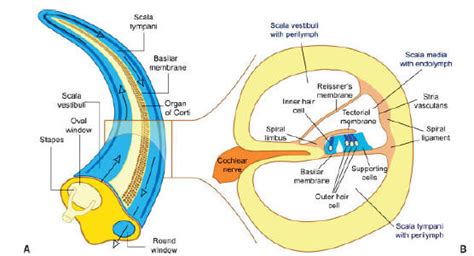 Anatomy of Cochlea