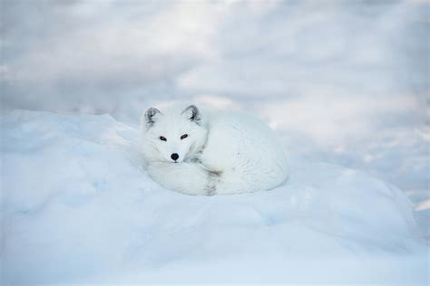 Arctic Fox Resting In The Snow by Seppfriedhuber