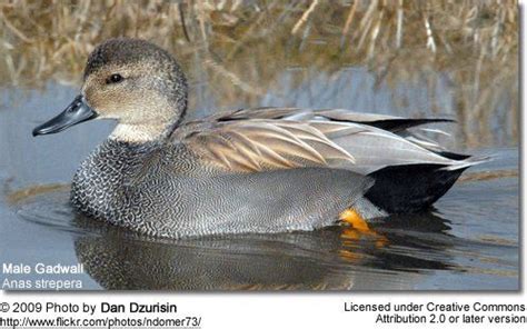 Gadwall - Male | Duck identification, Bird pictures, Duck