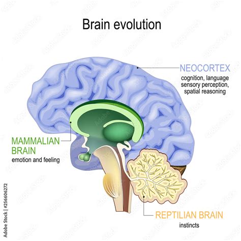 Brain evolution. Triune brain: Reptilian complex, mammalian brain and ...