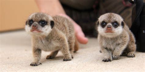 Meerkat Pups Have Been Born At Taronga Zoo And They Are Super Cute