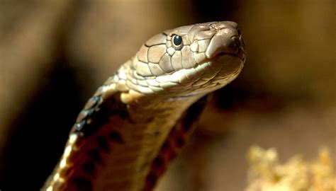 king cobra | San Diego Zoo Wildlife Explorers