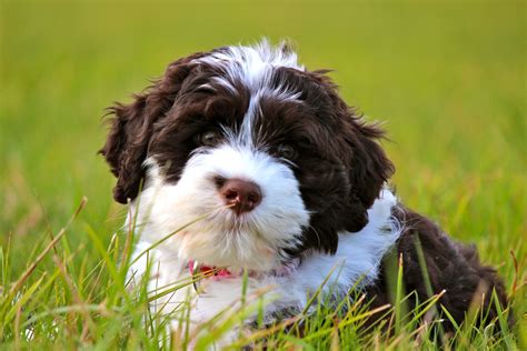 Is Portuguese Water Dog Right For Me