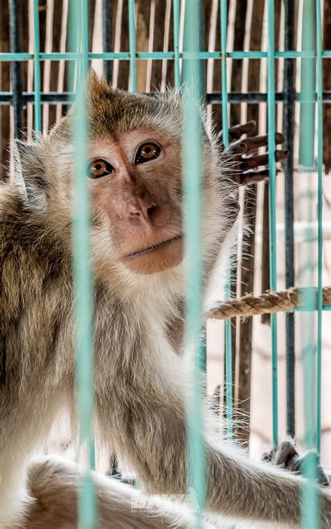 Caged Monkey Rescued From Tourist Bar In Indonesia