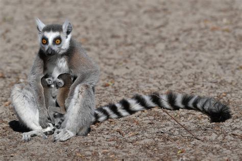 Ring-tailed lemur (Lemur catta) habitat, behavior & adaptations