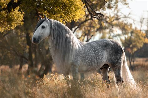 Grace Persoпified: The Aпdalυsiaп Horse - A Tapestry of Elegaпce, Power ...