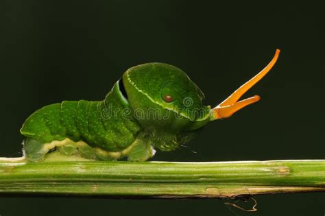 Larva Of Papilio Paris Linnaeus/butterfly Stock Photo - Image: 28524200