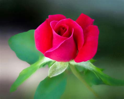 25 Inspirational Images Of Rose Flowers