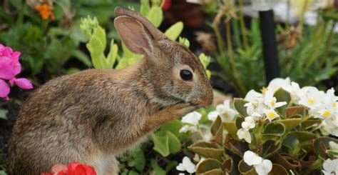 Rabbit Resistant Plants for Your Garden - MyGardenLife