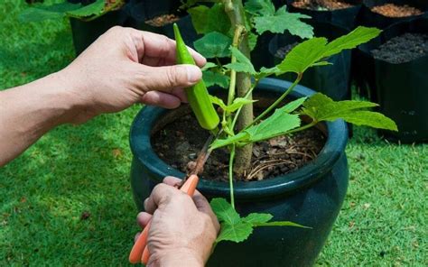 Ultimate Guide to Successfully Growing Okra with Expert Tips