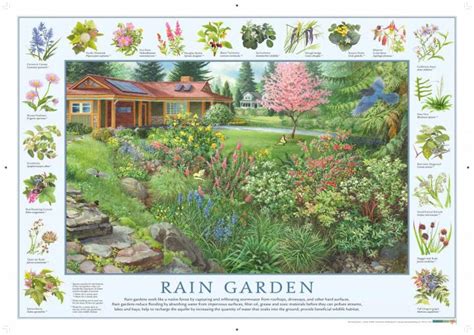 How to Build a Rain Garden: Plants & Designs | The Old Farmer's Almanac