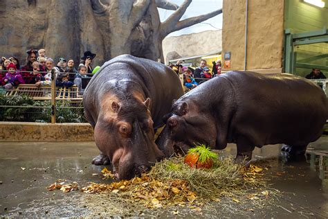 Photos: Zoo celebrates hippo birthday with Halloween treats - LiveWire ...