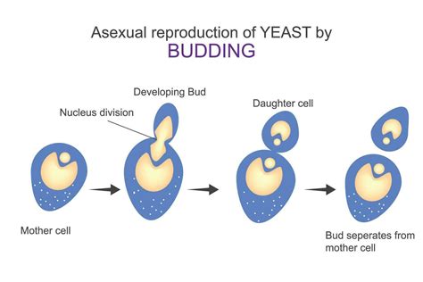 Asexual reproduction of yeast by budding.Diagram shows steps of budding ...