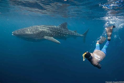 Whale Shark Research and conservation projects in the Philippines ...