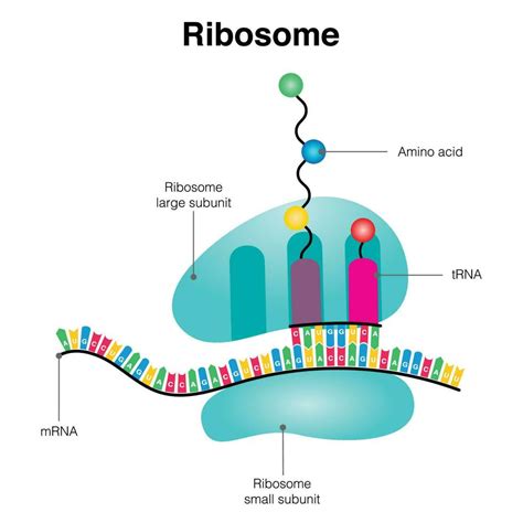 Ribosome mRNA translation diagram 7508606 Vector Art at Vecteezy