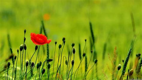 Poppy Flower Wallpapers - Wallpaper Cave