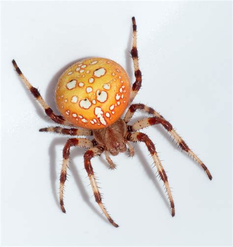 Female Araneus trifolium (Shamrock Orb-weaver) in Sooke (Vancouver ...