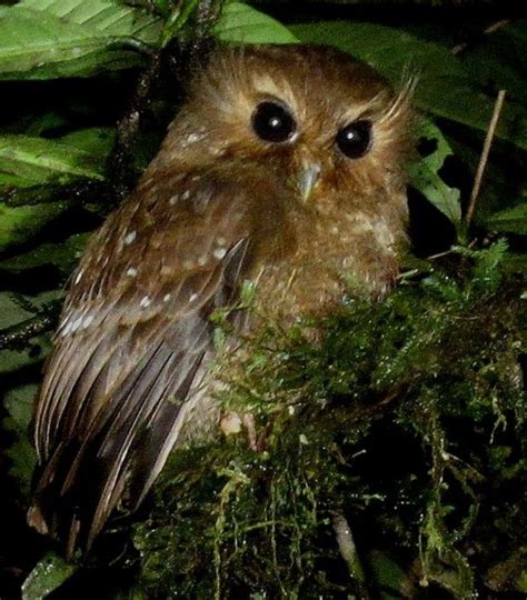 The Long-whiskered Owlet (Xenoglaux loweryi) is a tiny owl that is ...