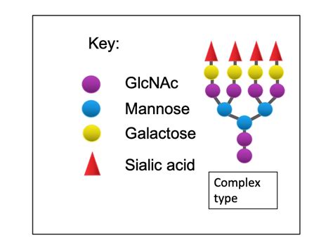 Beginners Guide To Glycosylation Of Proteins | Peak Proteins