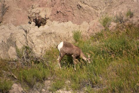 Canyon in the Badlands with a Bighorn SHeep 9600368 Stock Photo at Vecteezy