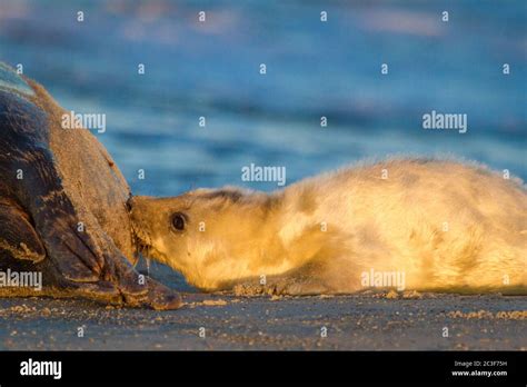 Grey seals (Halichoerus grypus) at Helgoland, Germany Stock Photo - Alamy