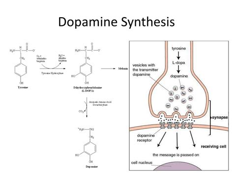 Dopamine Synthesis Pathway